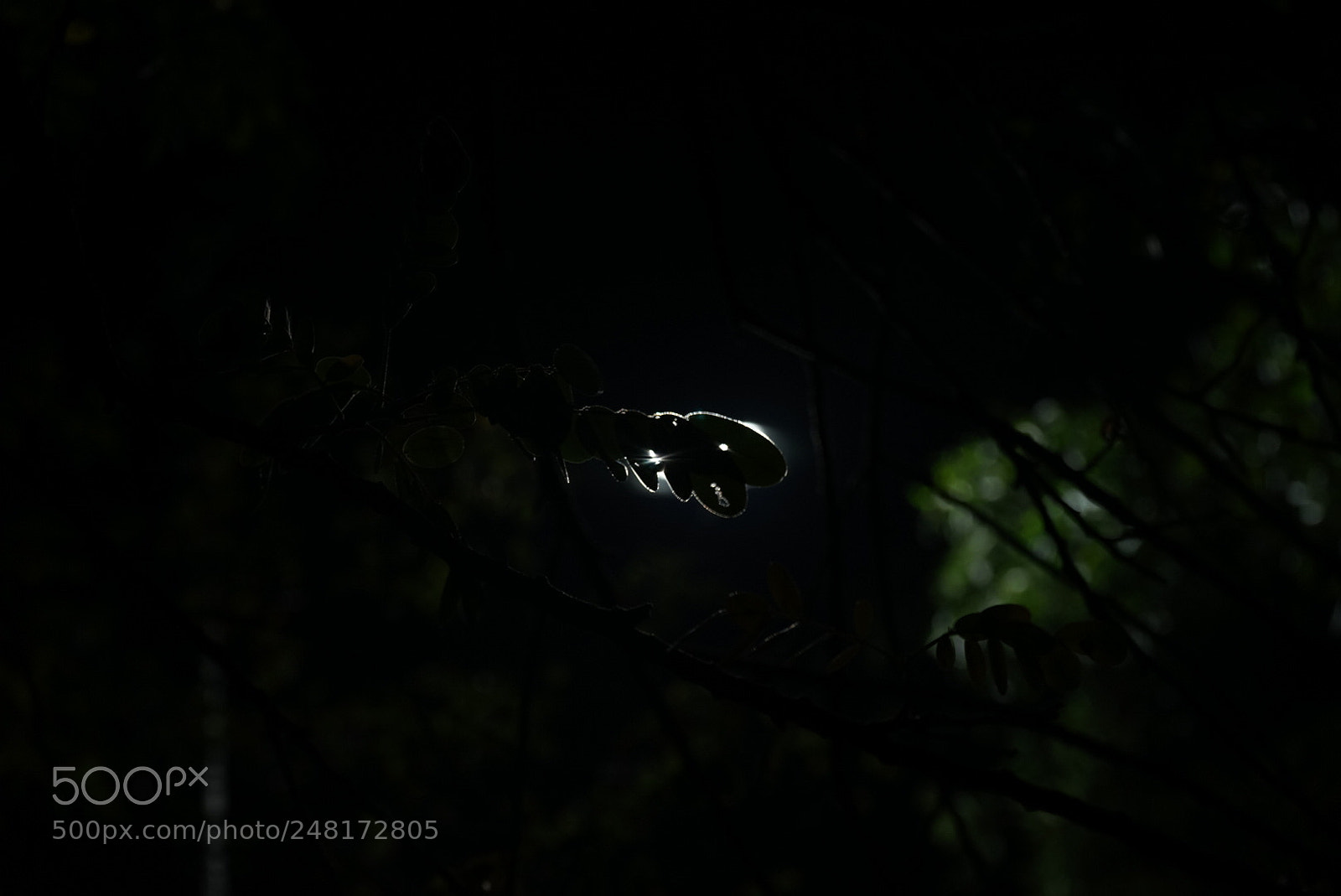 Sony a7 sample photo. Dragon photography