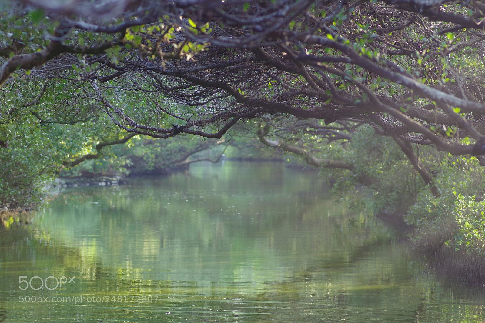 Pentax K-S2 sample photo. 台南安南/四草綠色隧道 photography