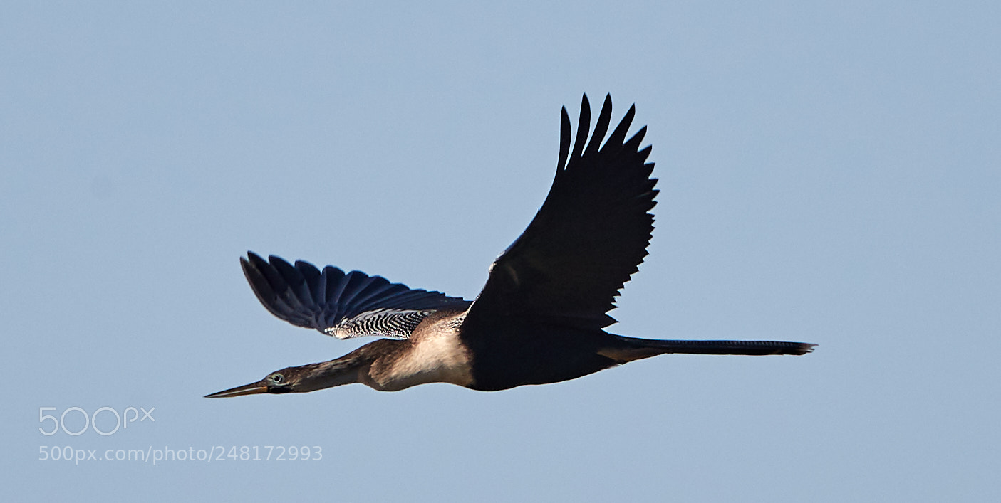 Canon EOS-1D X Mark II sample photo. 03-04-18-0006106.jpg photography
