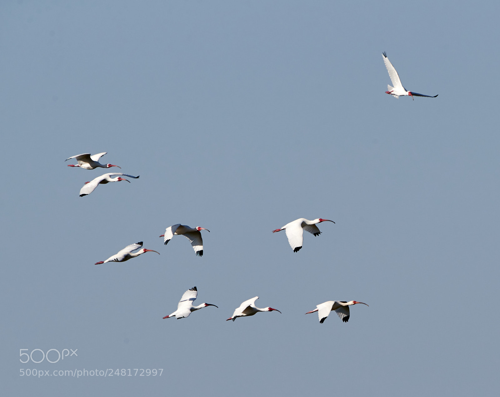 Canon EOS-1D X Mark II sample photo. 03-04-18-0006104.jpg photography