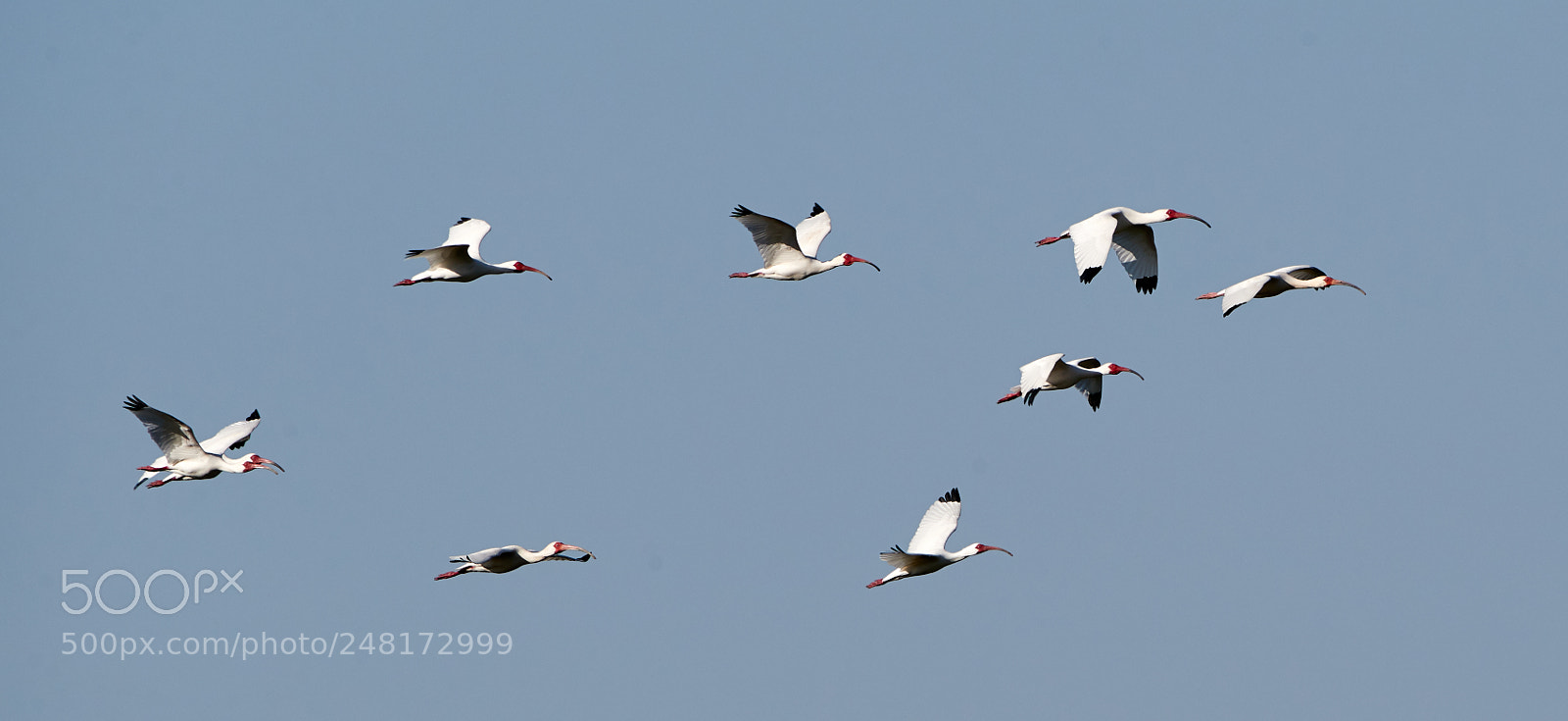 Canon EOS-1D X Mark II sample photo. 03-04-18-0006103.jpg photography