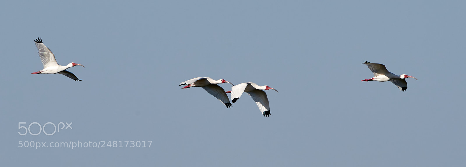 Canon EOS-1D X Mark II sample photo. 03-04-18-0006101.jpg photography