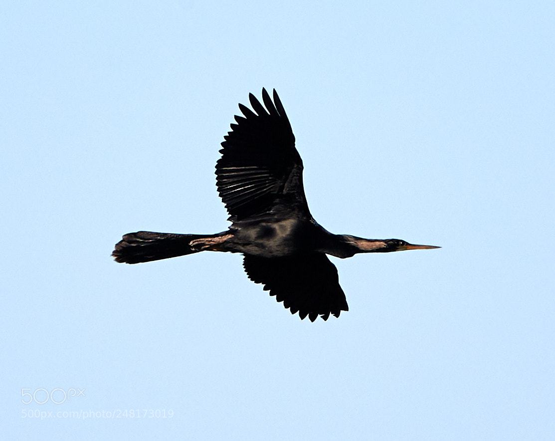 Canon EOS-1D X Mark II sample photo. 03-04-18-0006098.jpg photography