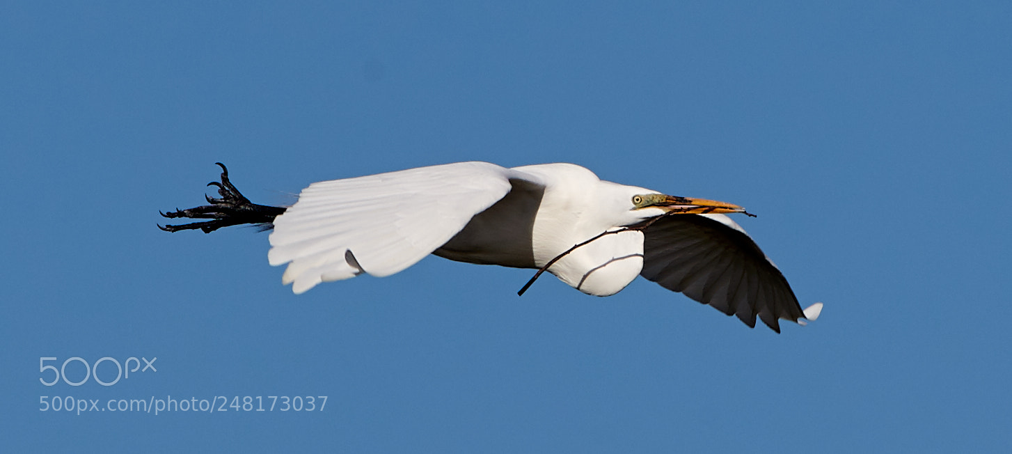 Canon EOS-1D X Mark II sample photo. 03-04-18-0006096.jpg photography