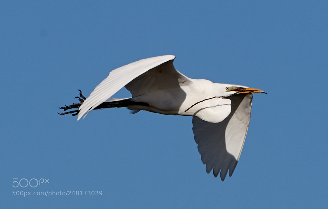 Canon EOS-1D X Mark II sample photo. 03-04-18-0006097.jpg photography