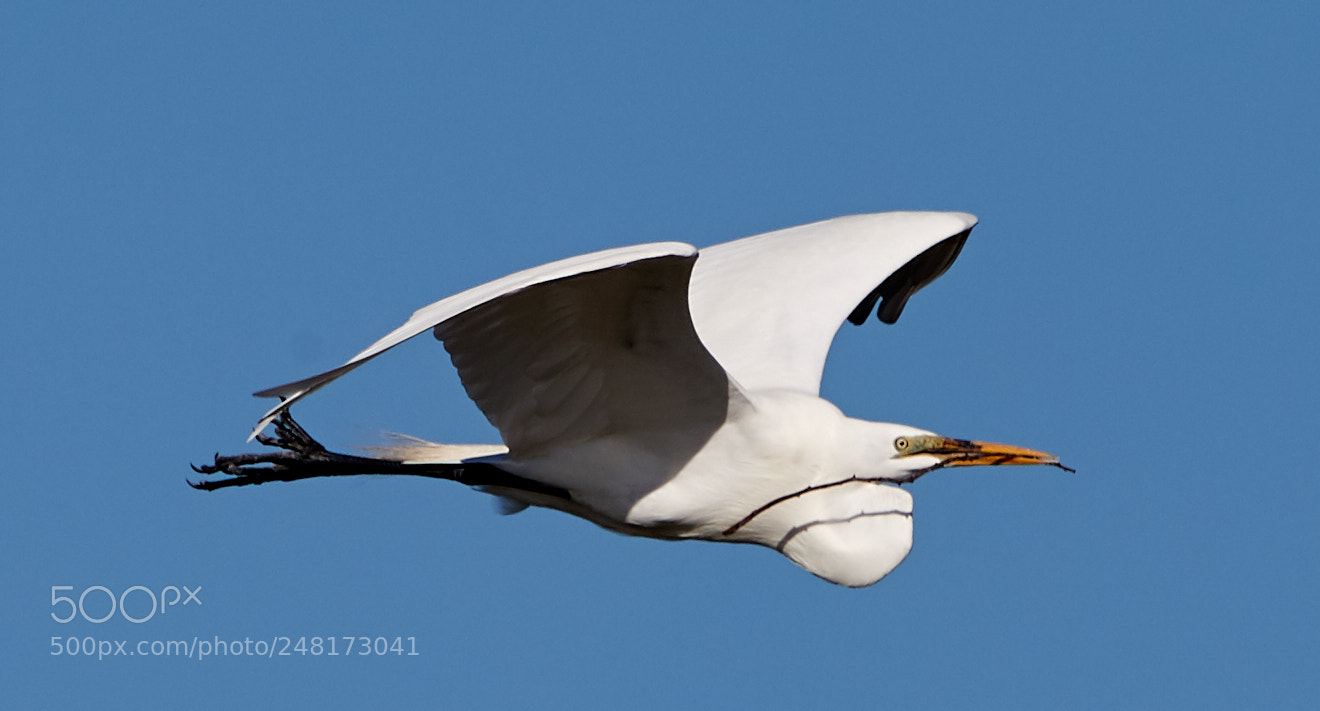 Canon EOS-1D X Mark II sample photo. 03-04-18-0006095.jpg photography
