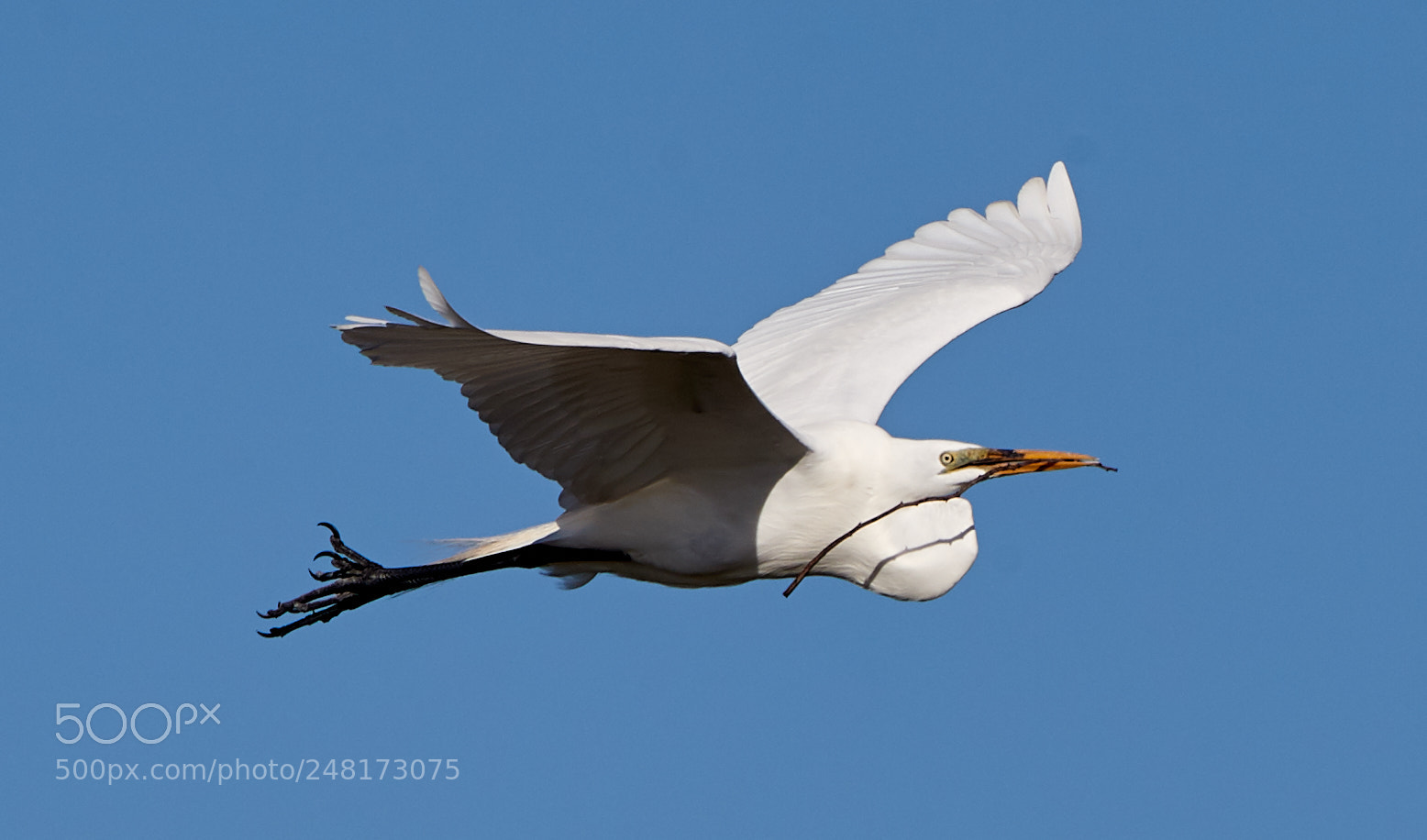 Canon EOS-1D X Mark II sample photo. 03-04-18-0006094.jpg photography