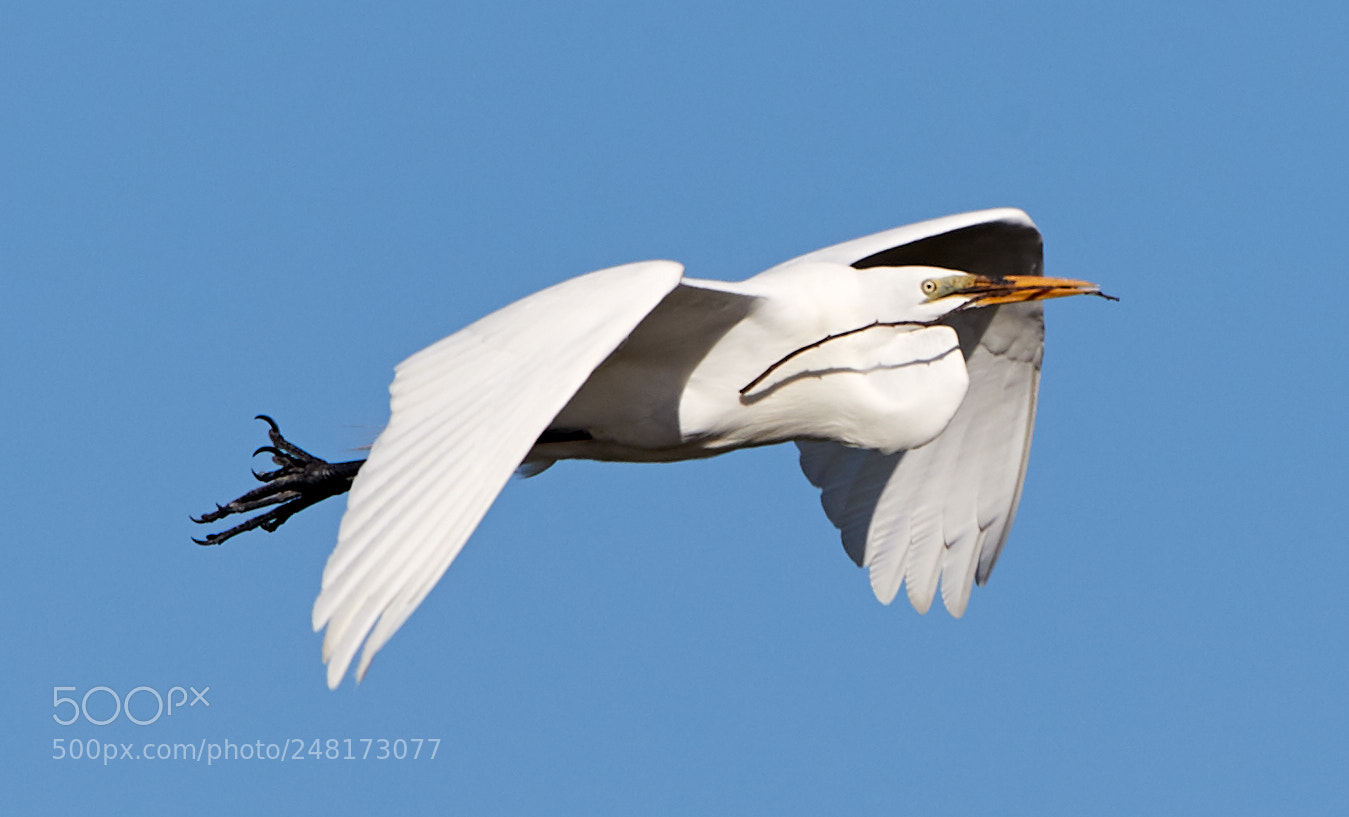 Canon EOS-1D X Mark II sample photo. 03-04-18-0006093.jpg photography