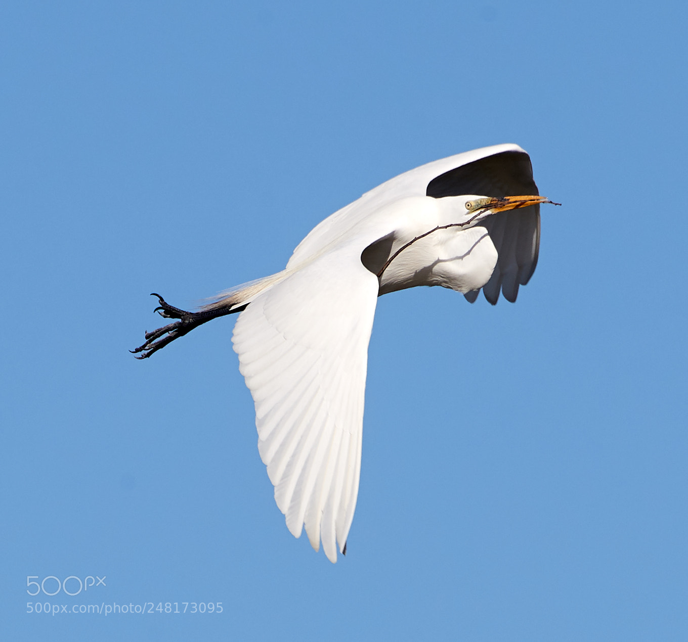 Canon EOS-1D X Mark II sample photo. 03-04-18-0006092.jpg photography