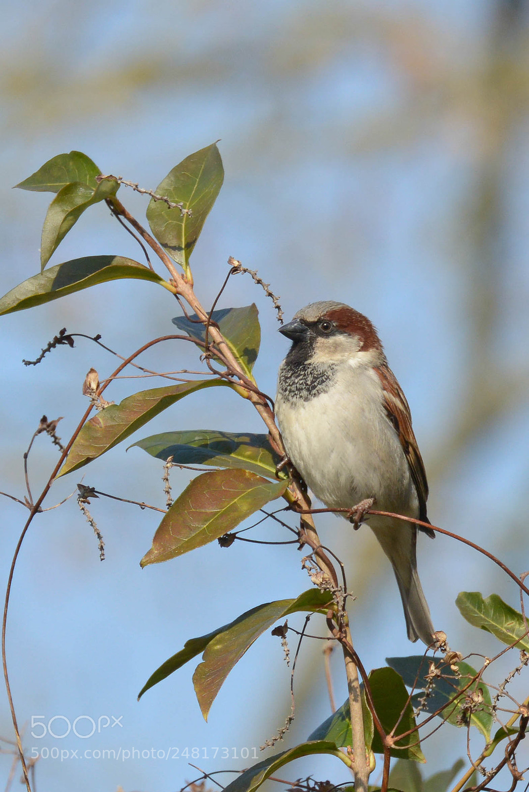 Nikon D800 sample photo. Sparrow photography