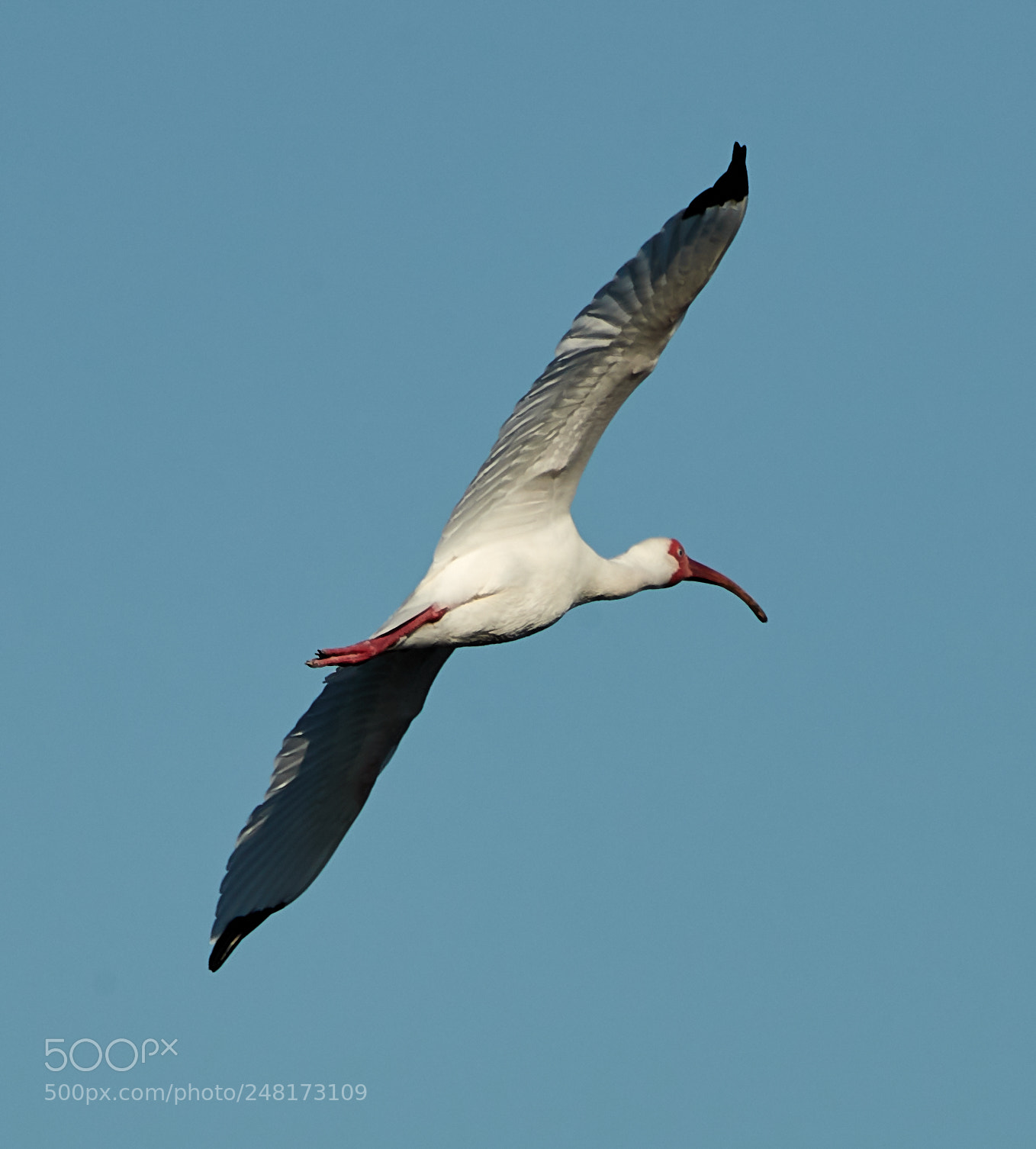 Canon EOS-1D X Mark II sample photo. 03-04-18-0006087.jpg photography