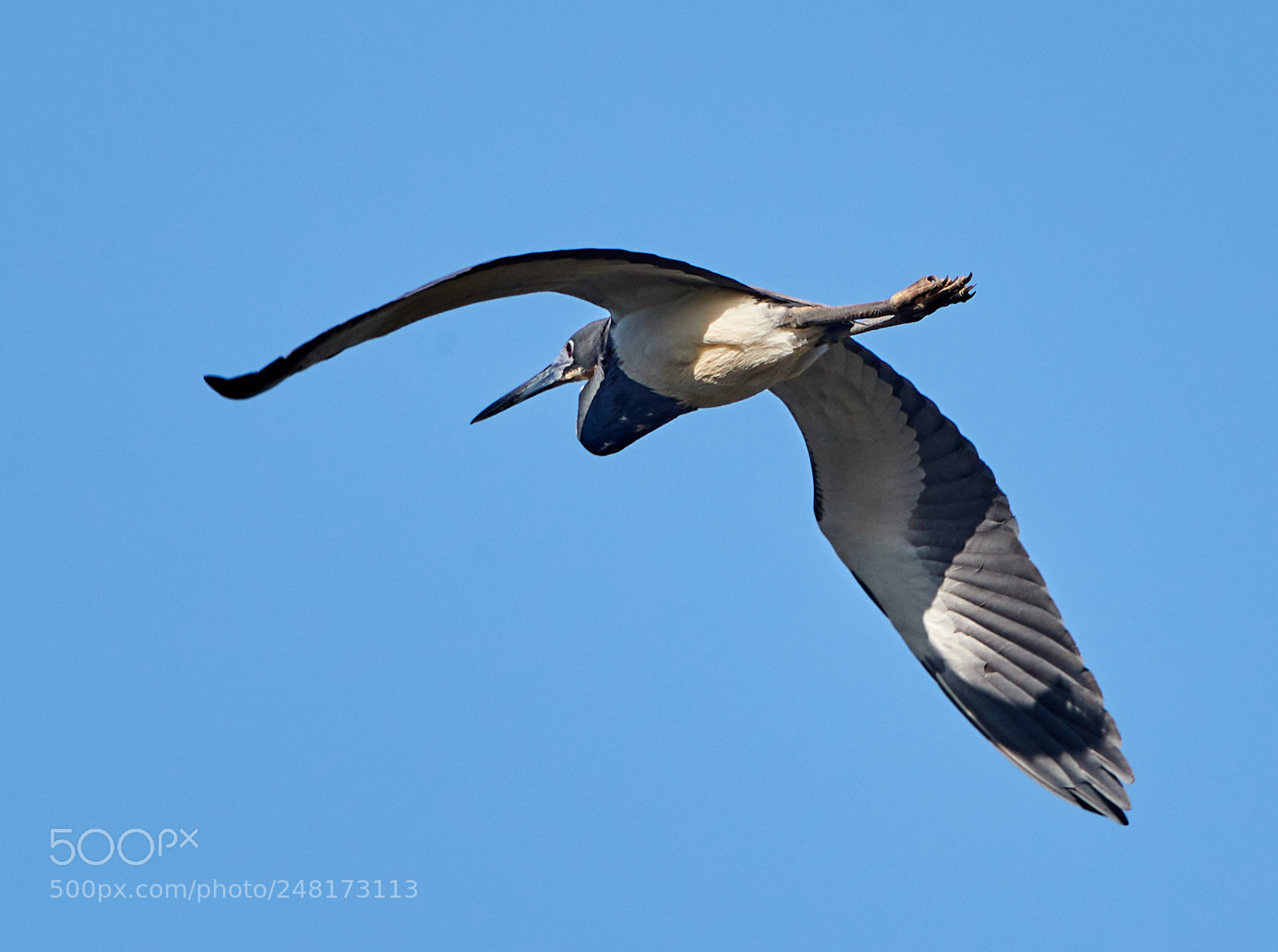Canon EOS-1D X Mark II sample photo. 03-04-18-0006086.jpg photography