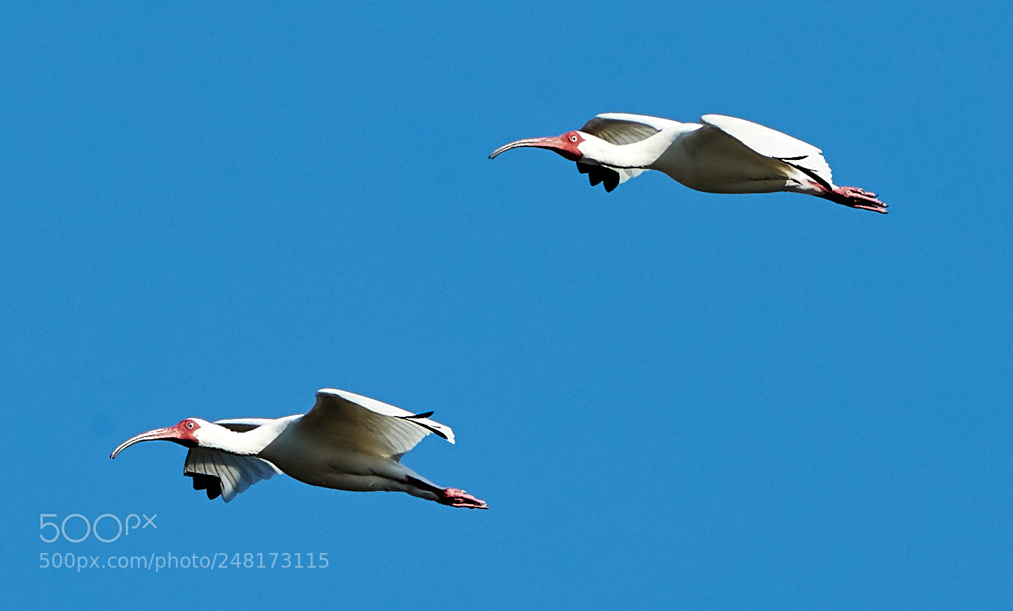 Canon EOS-1D X Mark II sample photo. 03-04-18-0006084 4.jpg photography