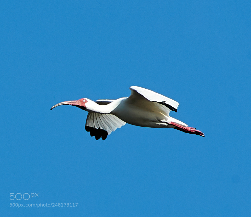 Canon EOS-1D X Mark II sample photo. 03-04-18-0006084 3.jpg photography