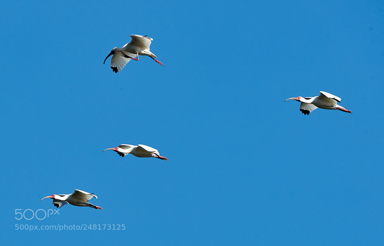Canon EOS-1D X Mark II sample photo. 03-04-18-0006084.jpg photography