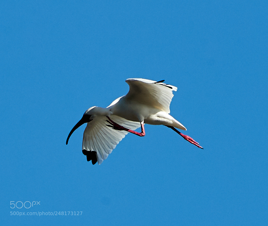 Canon EOS-1D X Mark II sample photo. 03-04-18-0006084 2.jpg photography