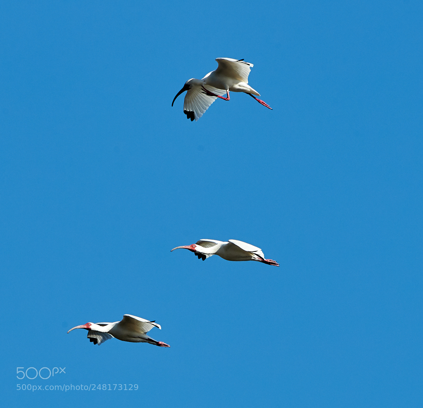 Canon EOS-1D X Mark II sample photo. 03-04-18-0006084 1.jpg photography