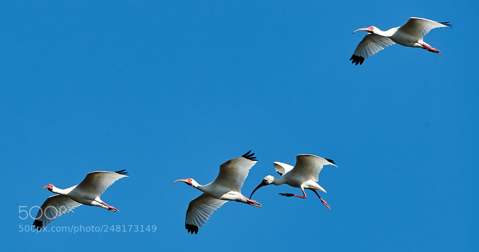 Canon EOS-1D X Mark II sample photo. 03-04-18-0006083 1.jpg photography