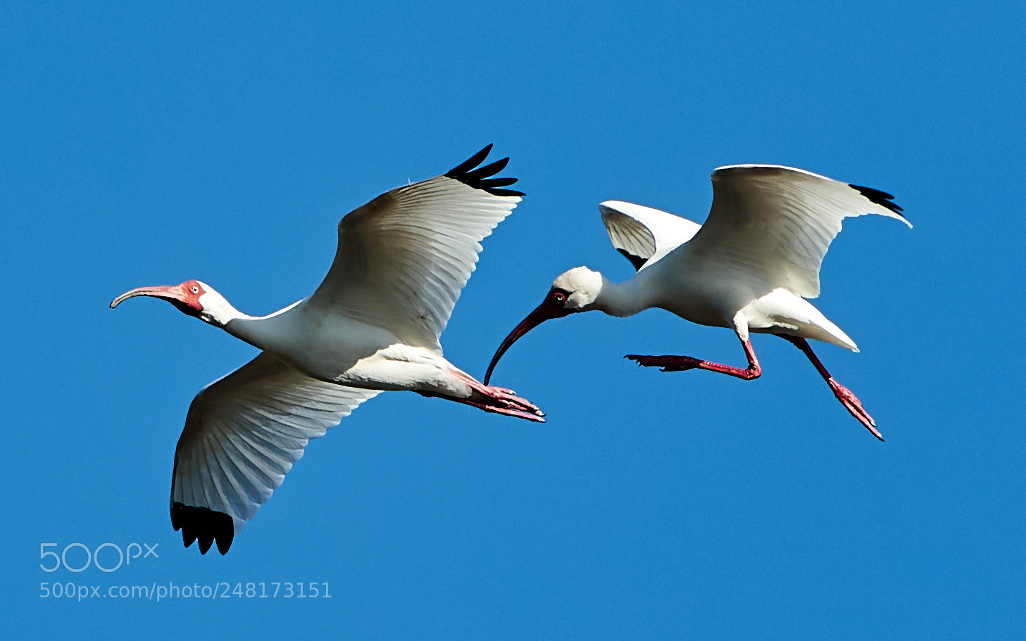 Canon EOS-1D X Mark II sample photo. 03-04-18-0006083.jpg photography