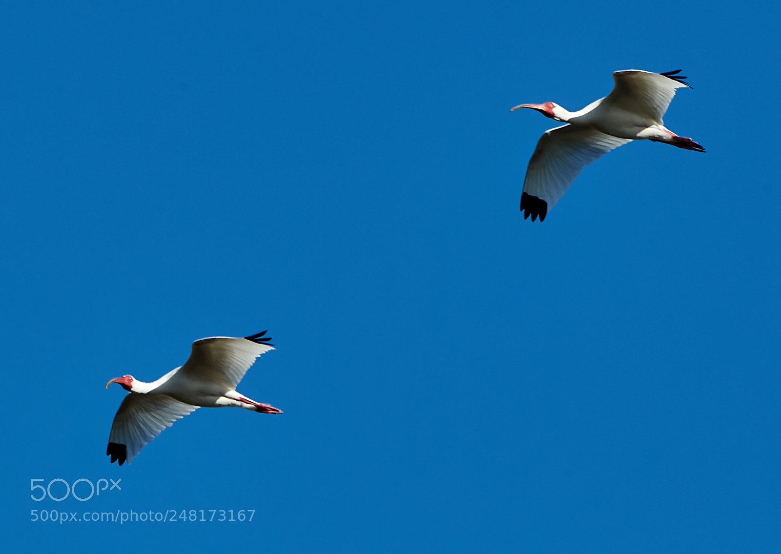 Canon EOS-1D X Mark II sample photo. 03-04-18-0006082.jpg photography