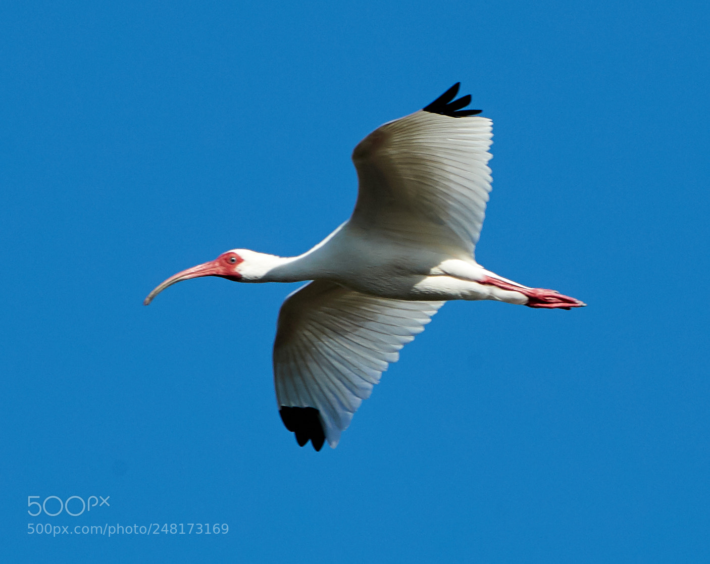 Canon EOS-1D X Mark II sample photo. 03-04-18-0006081.jpg photography