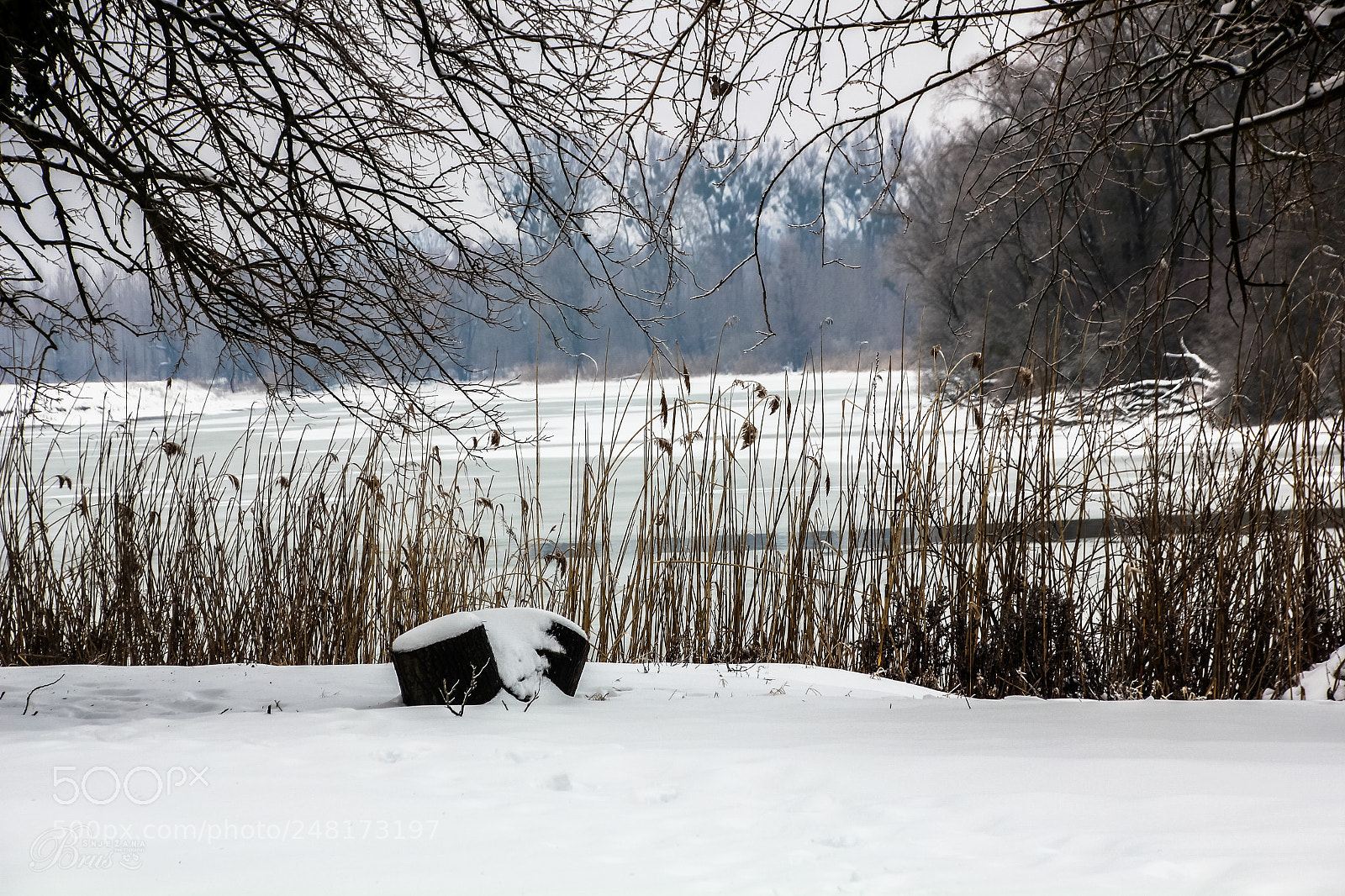 Canon EOS 550D (EOS Rebel T2i / EOS Kiss X4) sample photo. Winters day <3 photography
