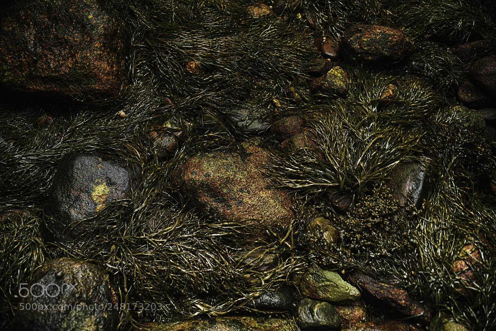 Nikon D800 sample photo. Newharborlowtide photography