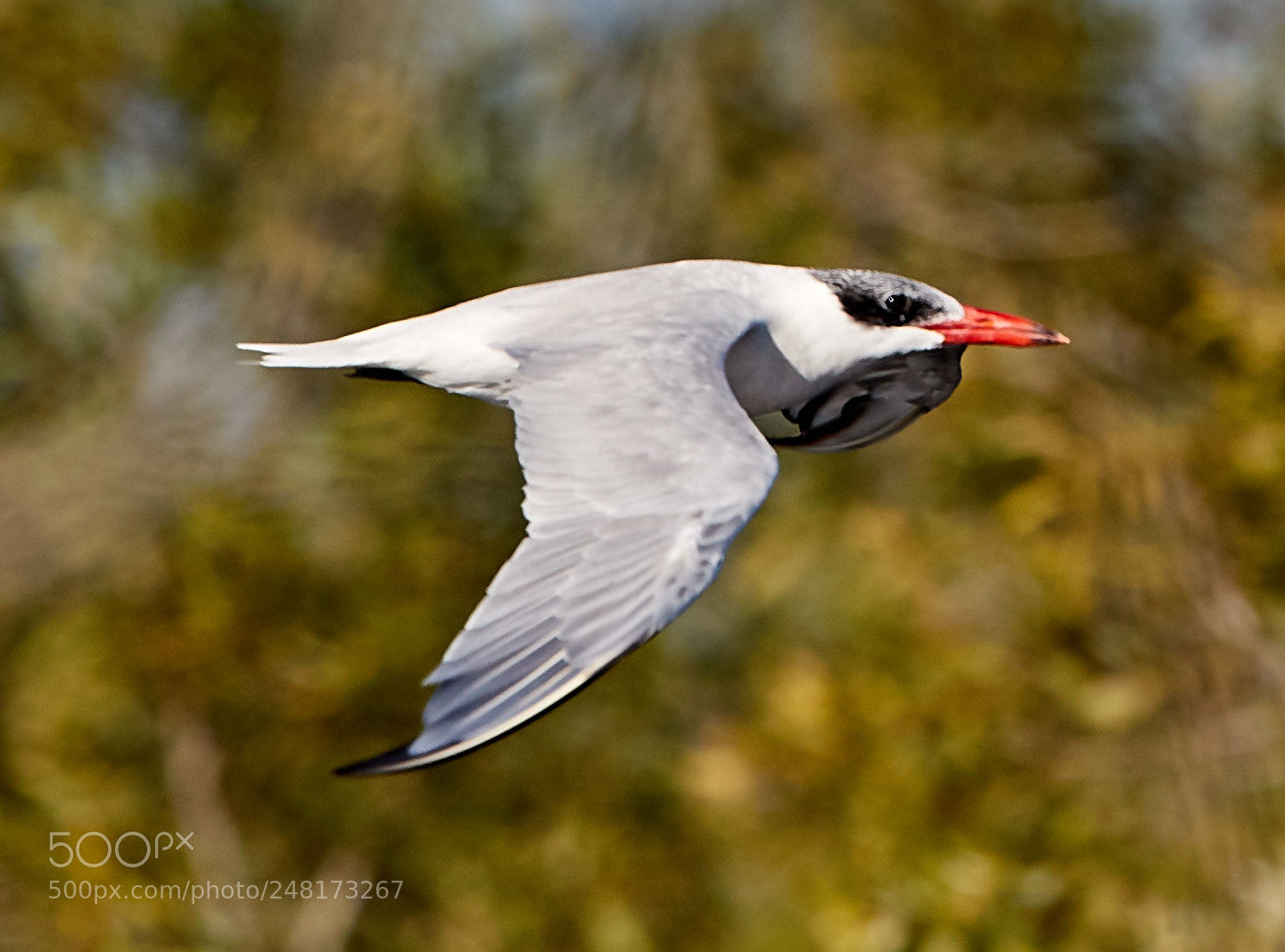 Canon EOS-1D X Mark II sample photo. 03-04-18-0006080.jpg photography
