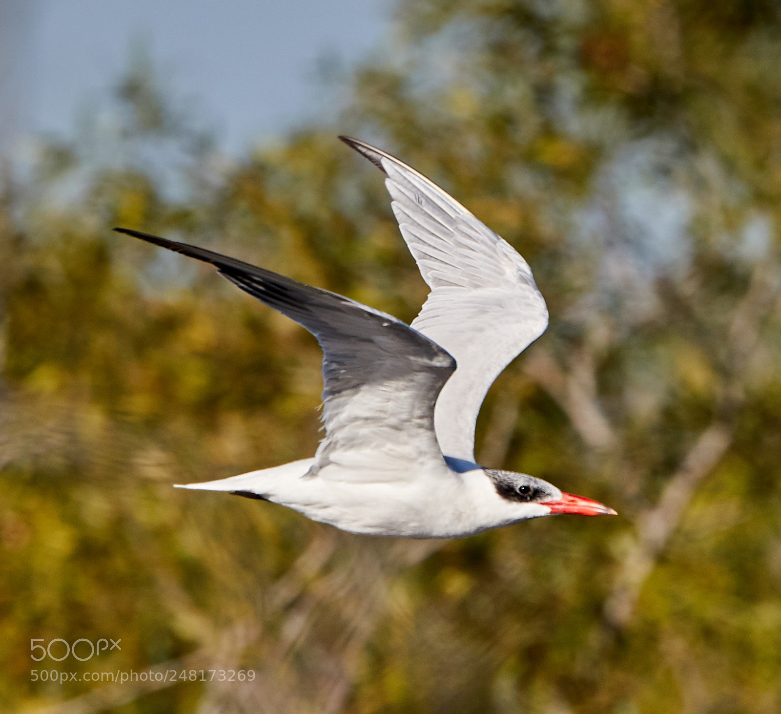Canon EOS-1D X Mark II sample photo. 03-04-18-0006079.jpg photography