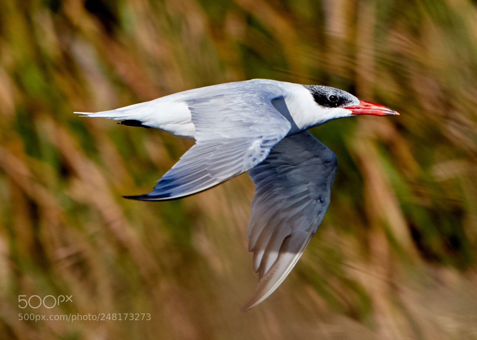 Canon EOS-1D X Mark II sample photo. 03-04-18-0006078.jpg photography