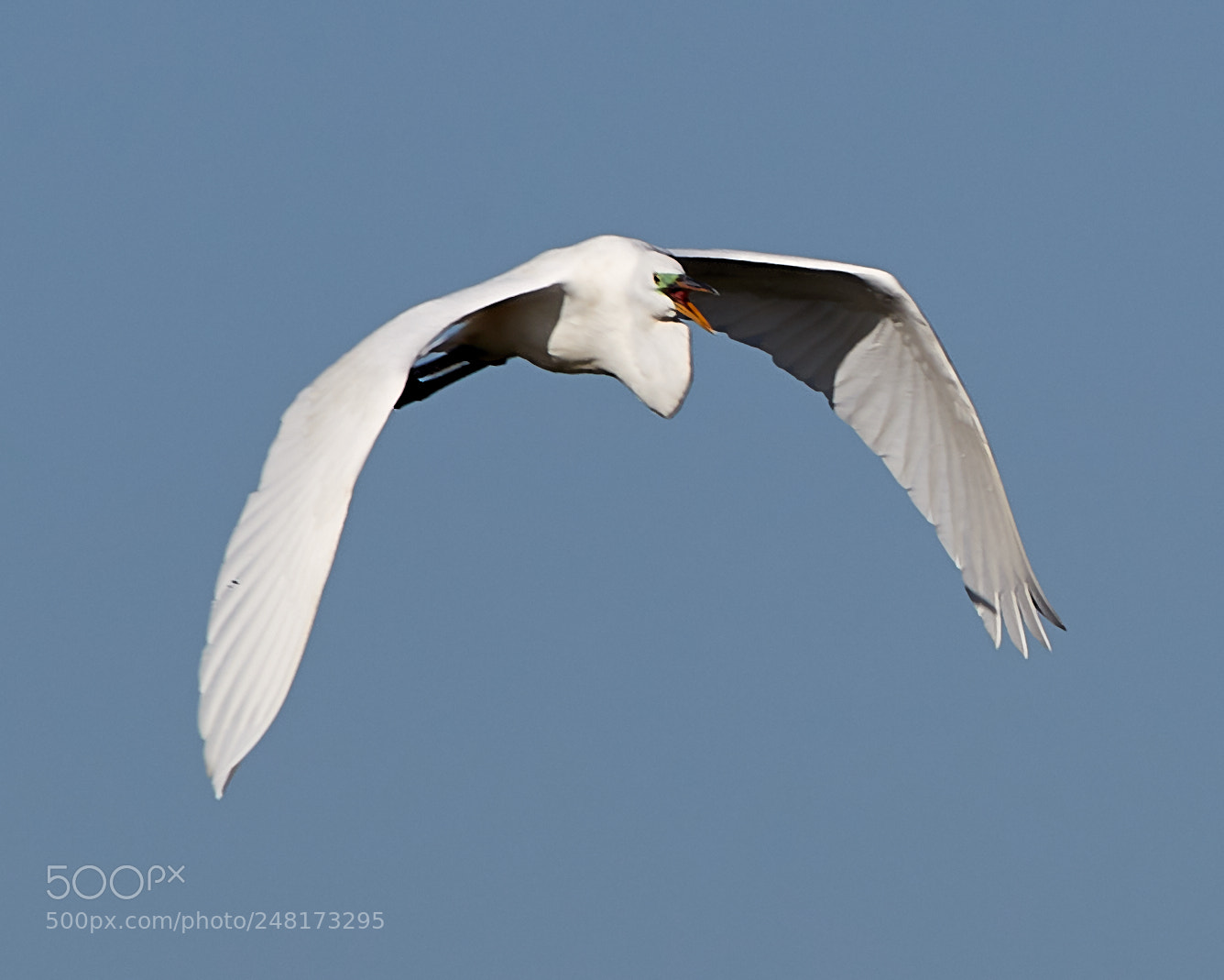 Canon EOS-1D X Mark II sample photo. 03-04-18-0006076.jpg photography