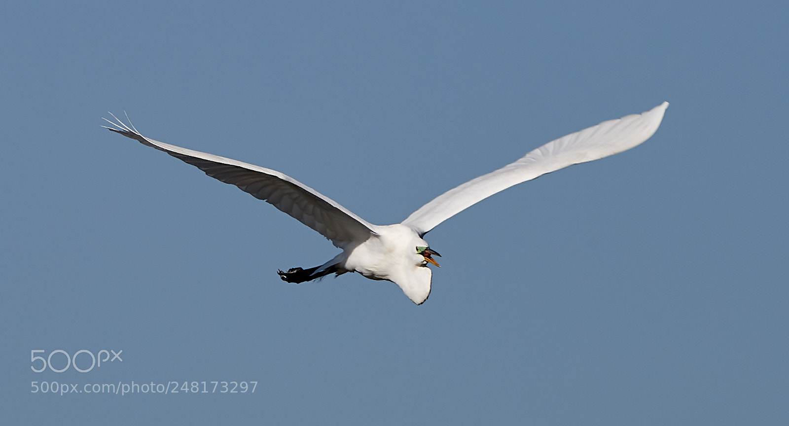 Canon EOS-1D X Mark II sample photo. 03-04-18-0006075.jpg photography
