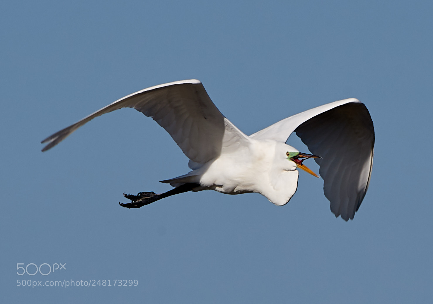Canon EOS-1D X Mark II sample photo. 03-04-18-0006074.jpg photography