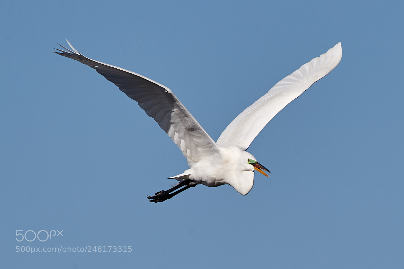 Canon EOS-1D X Mark II sample photo. 03-04-18-0006071.jpg photography