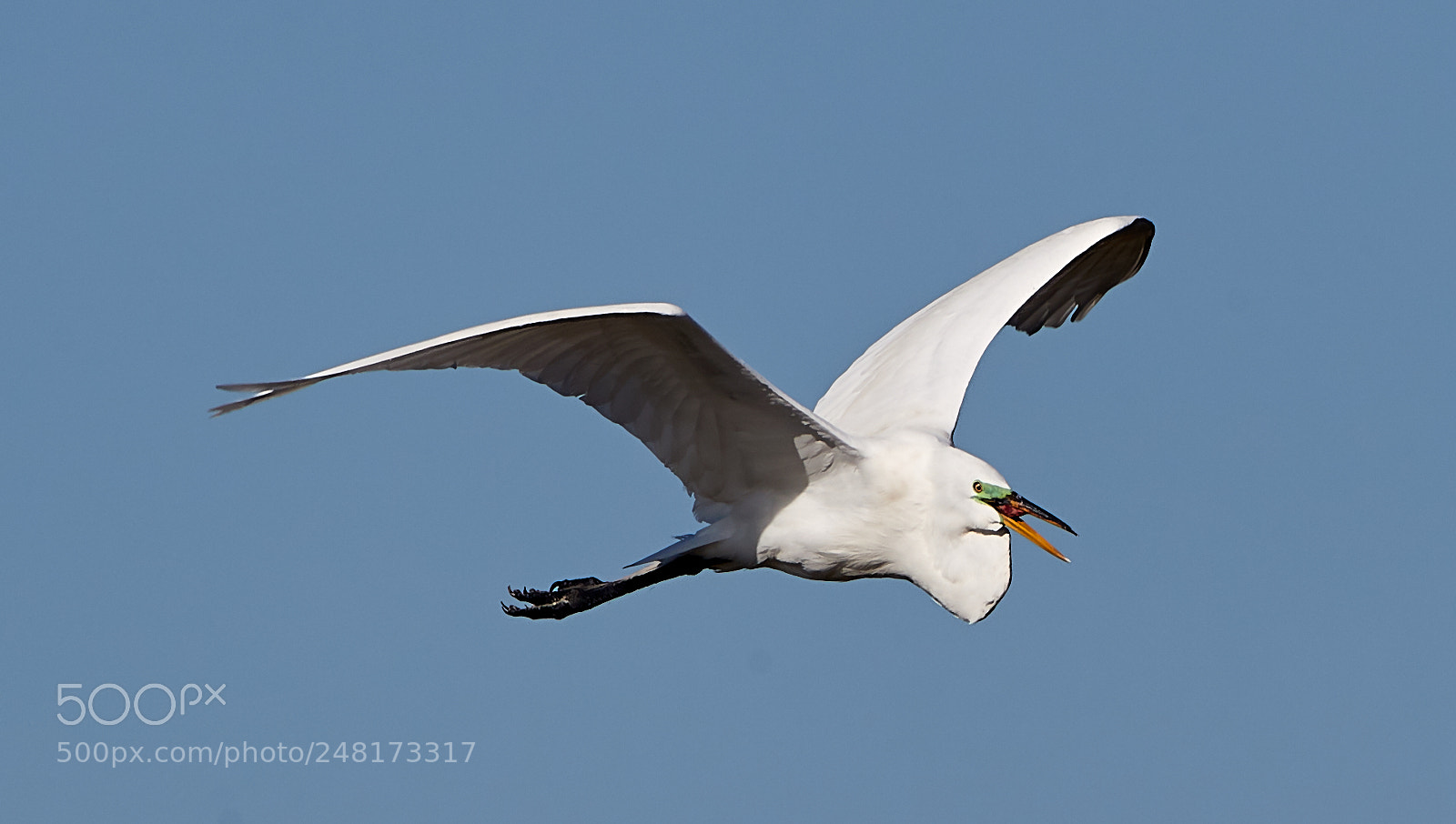 Canon EOS-1D X Mark II sample photo. 03-04-18-0006072.jpg photography