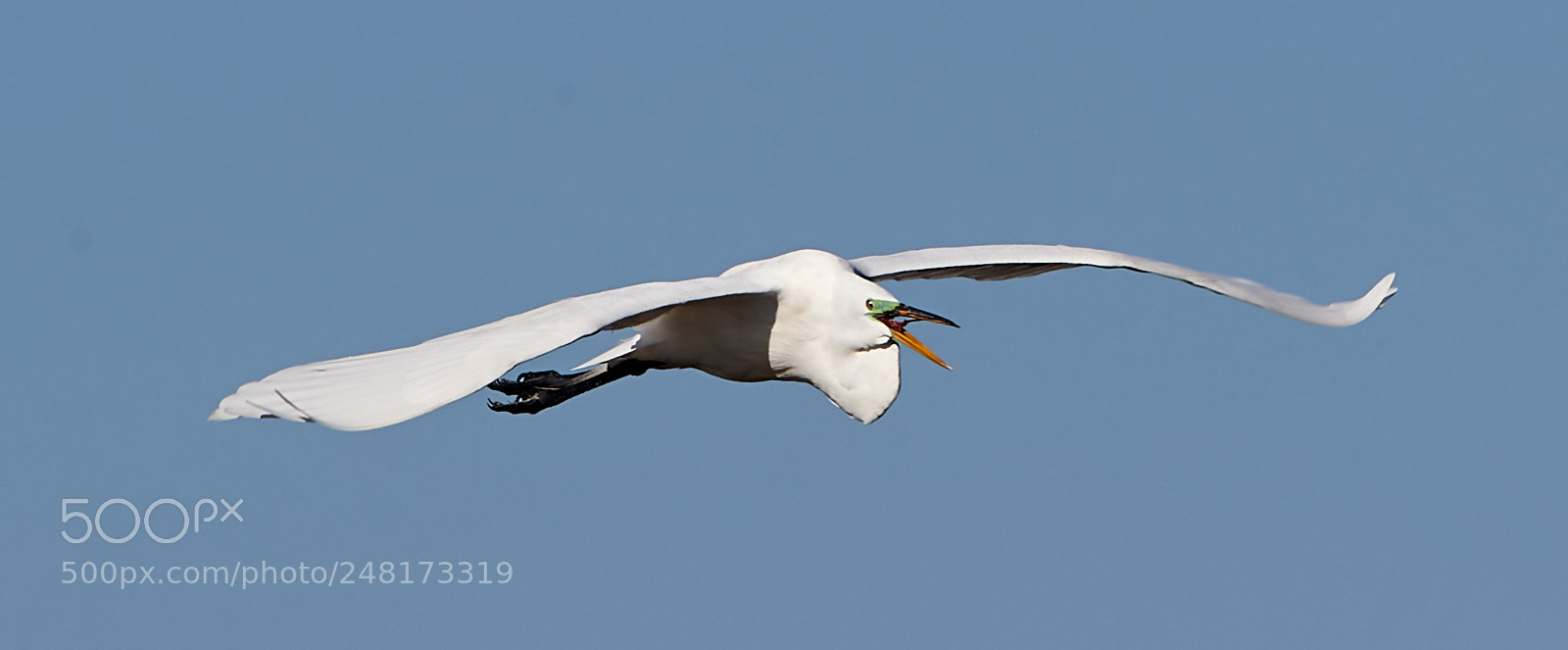 Canon EOS-1D X Mark II sample photo. 03-04-18-0006073.jpg photography