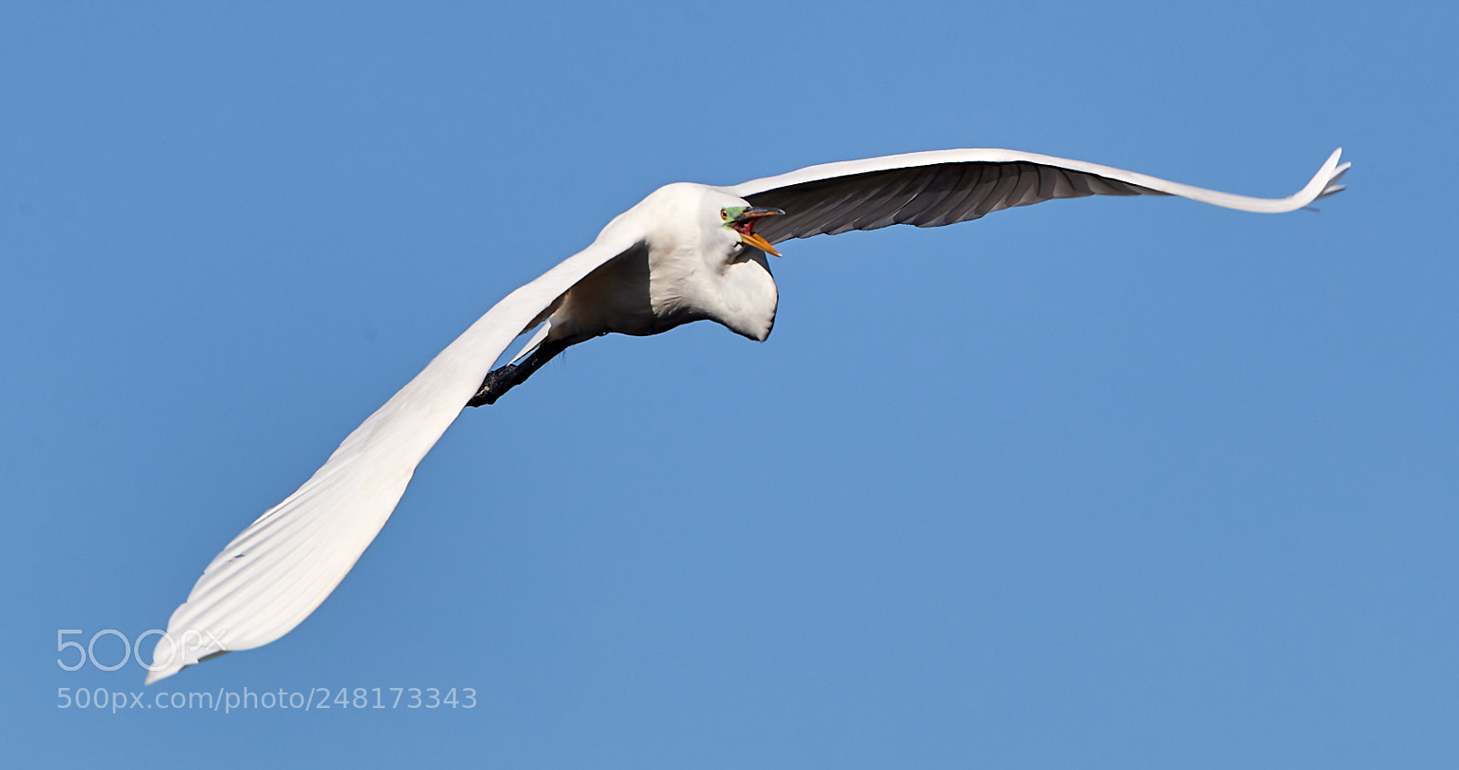 Canon EOS-1D X Mark II sample photo. 03-04-18-0006068.jpg photography