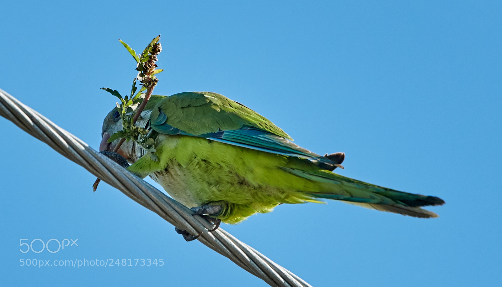 Canon EOS-1D X Mark II sample photo. 03-04-18-0006062.jpg photography