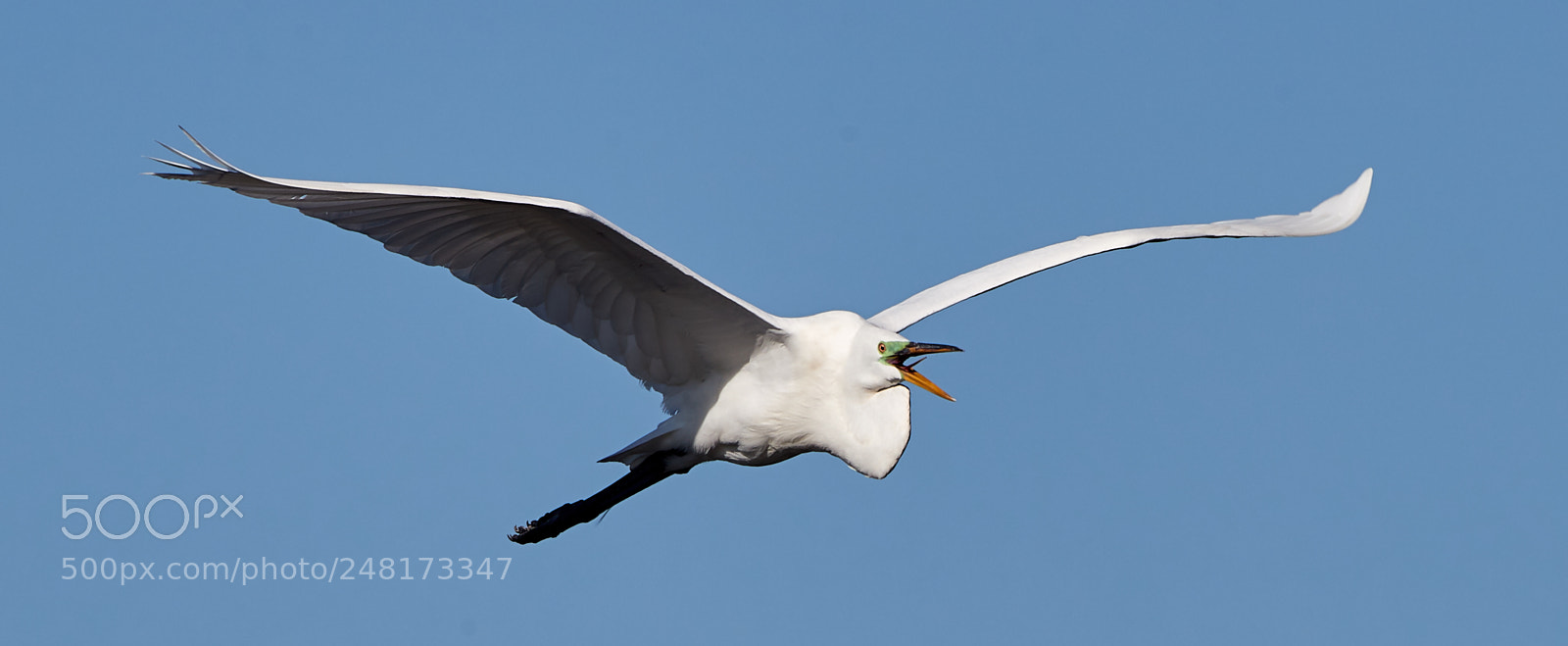 Canon EOS-1D X Mark II sample photo. 03-04-18-0006069.jpg photography