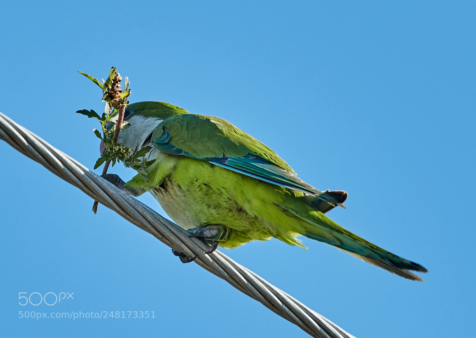 Canon EOS-1D X Mark II sample photo. 03-04-18-0006061.jpg photography