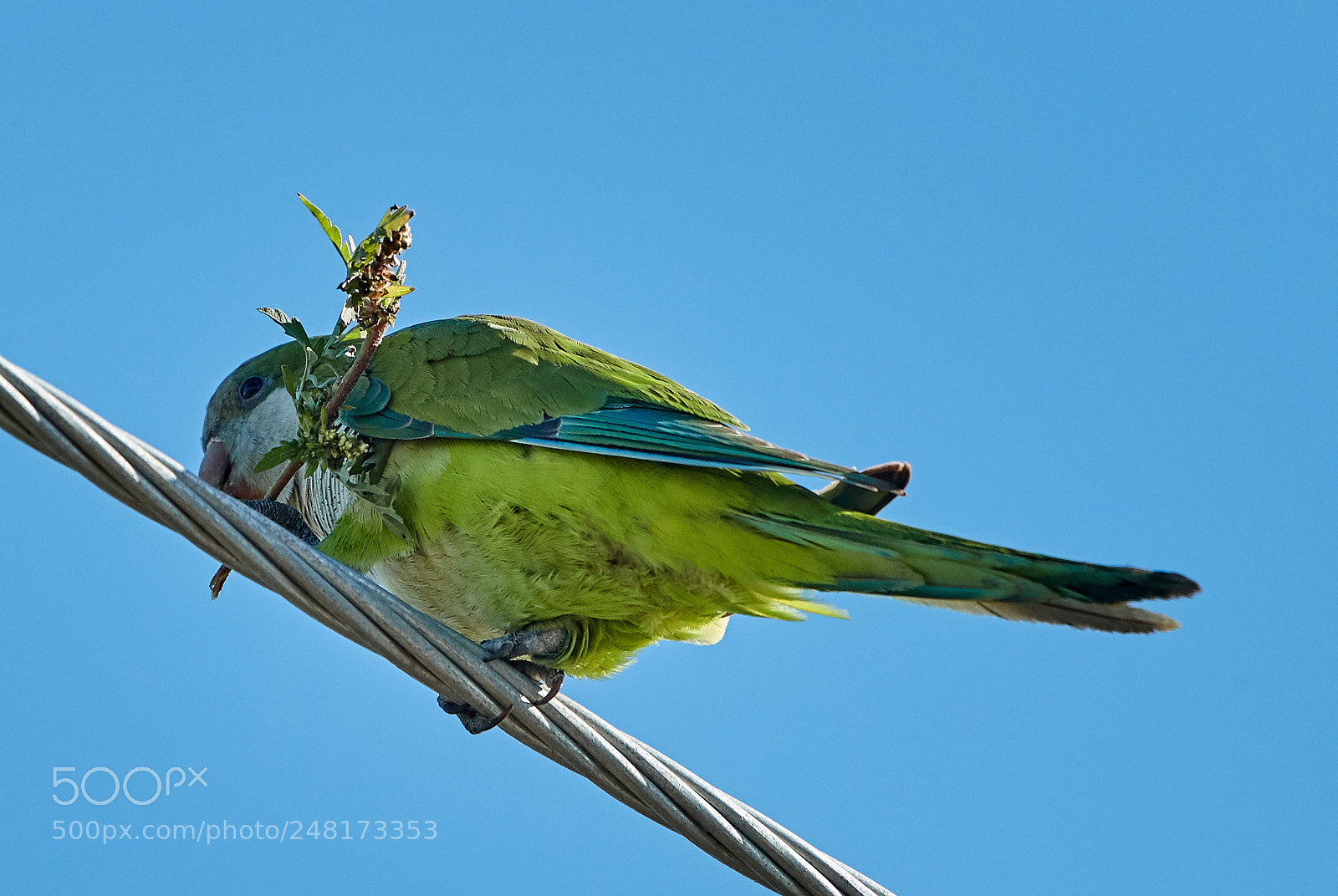 Canon EOS-1D X Mark II sample photo. 03-04-18-0006060.jpg photography
