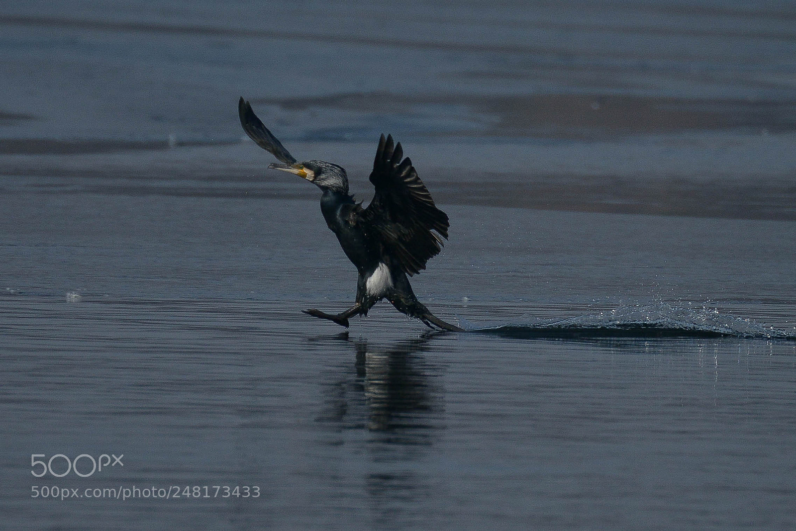Nikon D800 sample photo. Touch down photography