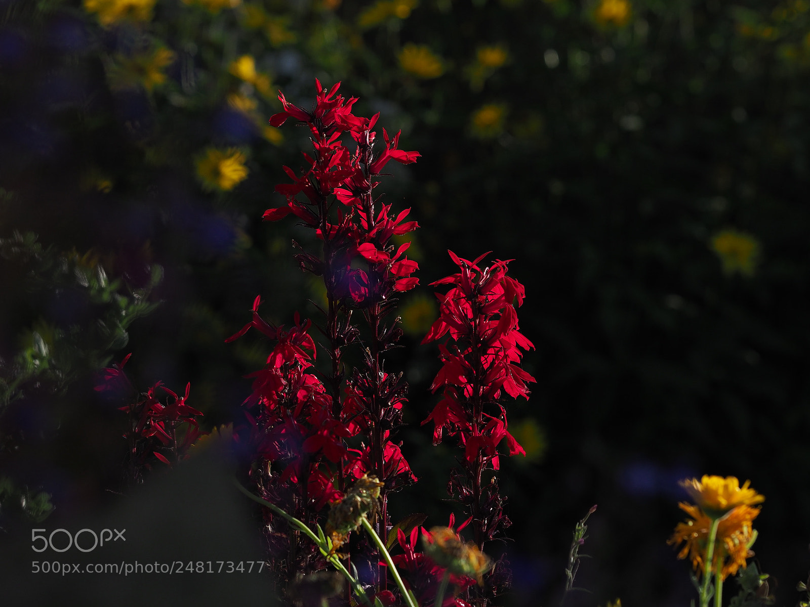 Olympus OM-D E-M1 Mark II sample photo. Summer blooms photography