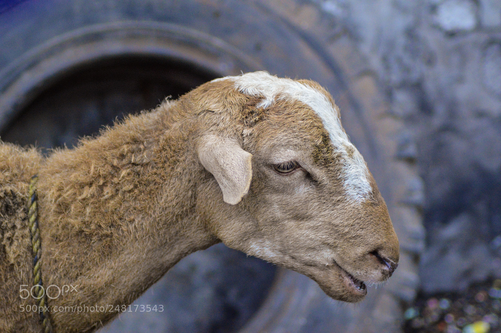 Nikon D3200 sample photo. Borrego photography