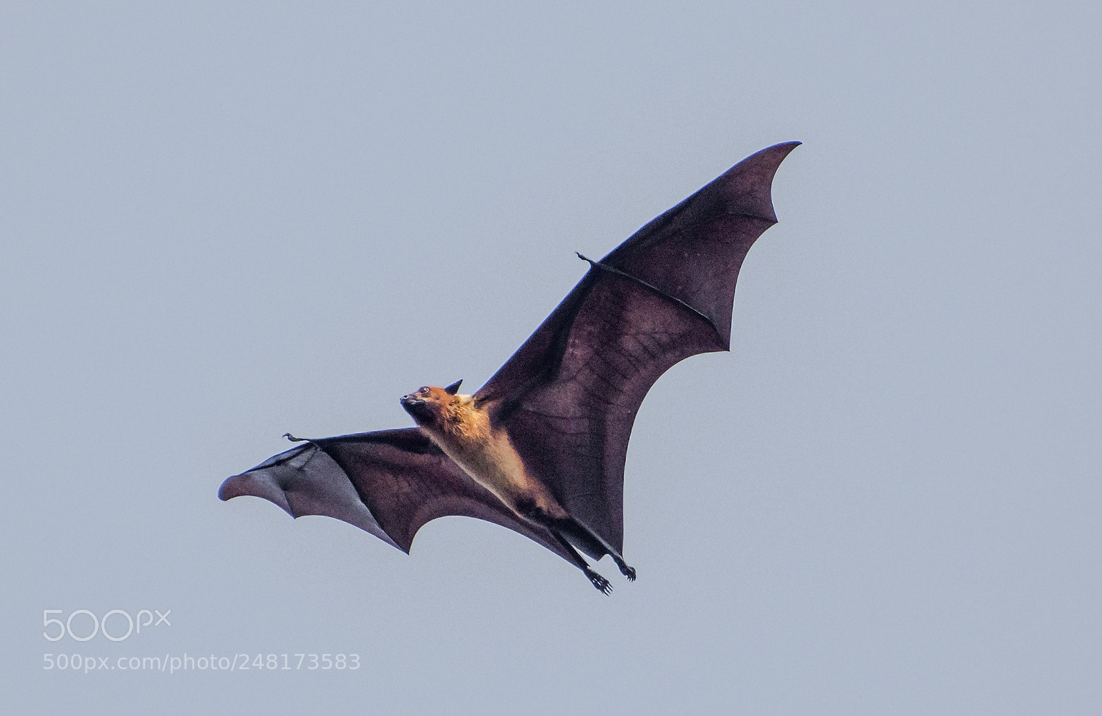Nikon D7200 sample photo. Flying bat !!! photography