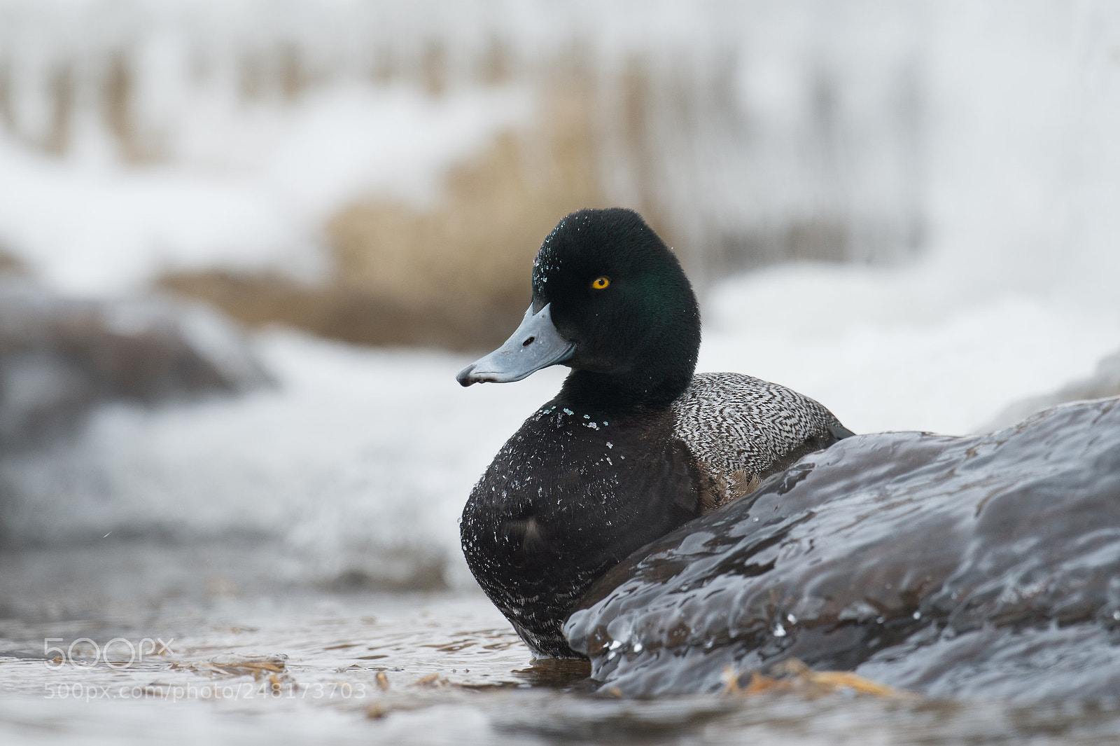 Nikon D4 sample photo. Petit fuligule /  lesser scaup photography