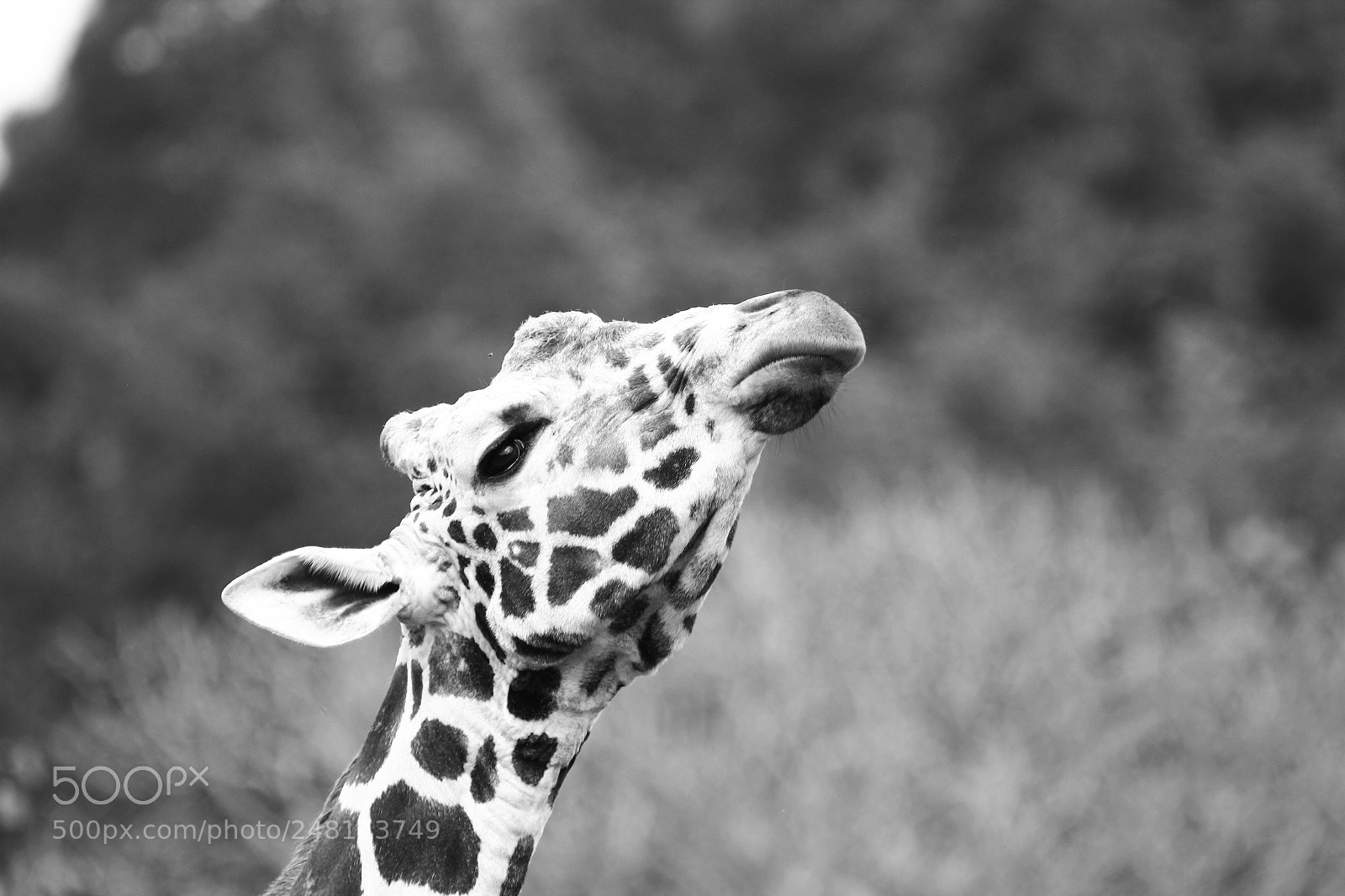 Canon EOS 550D (EOS Rebel T2i / EOS Kiss X4) sample photo. Giraffe photography