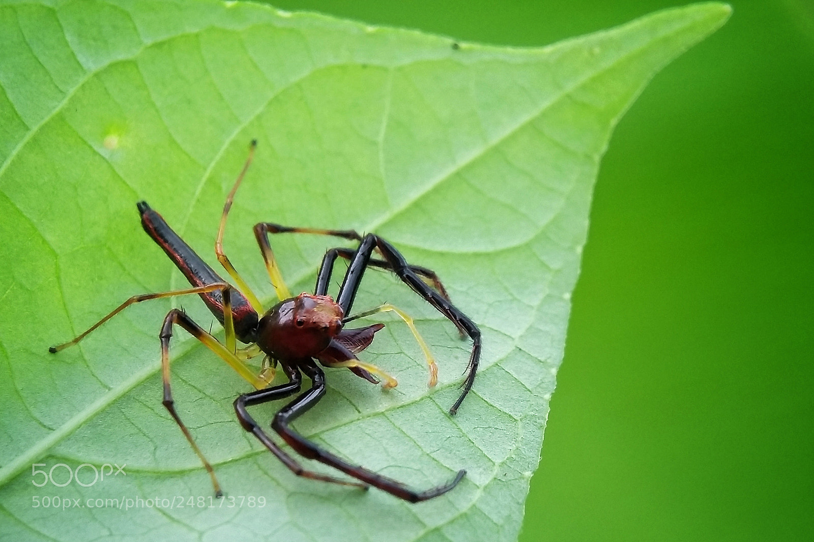 Samsung Galaxy Grand Prime sample photo. Spider photography