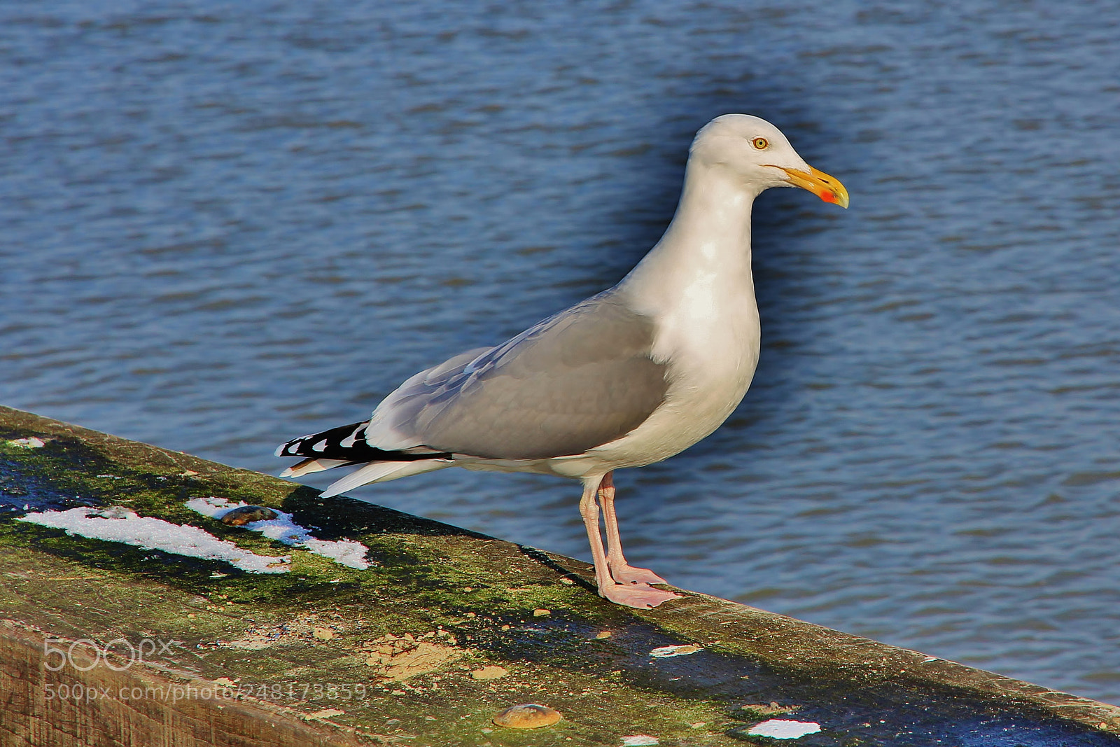 Canon EOS 60D sample photo. Guss gully photography