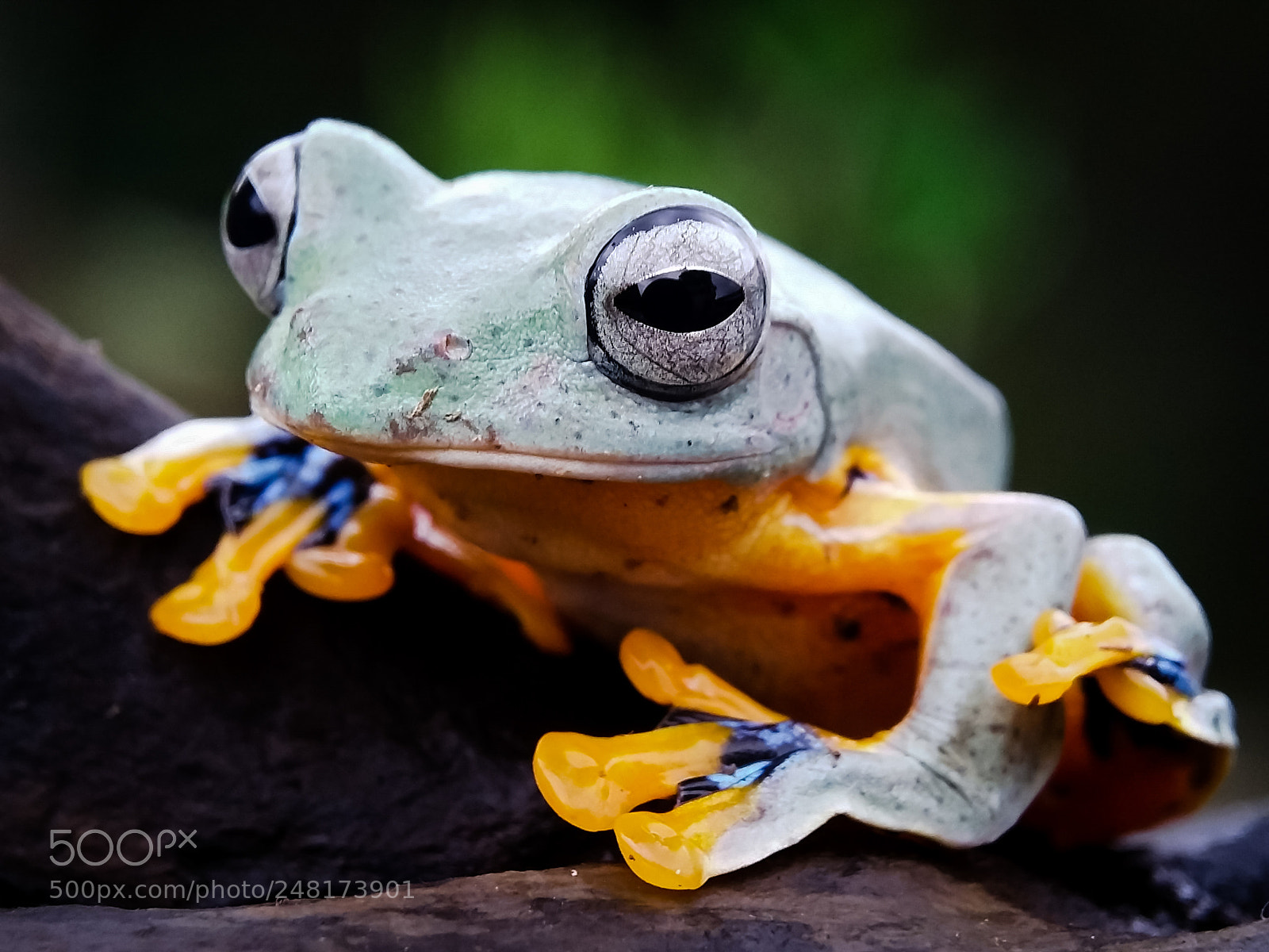 Samsung Galaxy Grand Prime sample photo. Frog photography